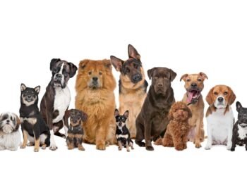 Welcher Hund passt zu mir? – Ein Leitfaden zur perfekten Hundefreundschaft