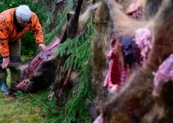 Aujeszkysche Krankheit im Main-Tauber-Kreis: Was Sie Wissenswertes darüber Wissen sollten