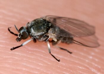 Kleine schwarze Fliegen: Ursachen, Verhalten und Bekämpfung