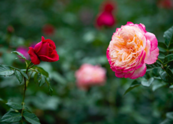 5 Tricks, um einen atemberaubenden Garten zu schaffen, der sich praktisch von selbst pflegt